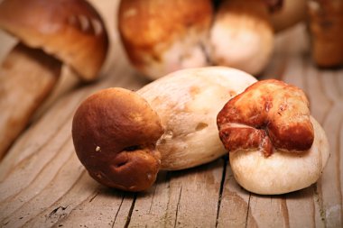 Ahşap arka plan üzerinde mantar çörek. Sonbahar Cep mantar malzeme çekme