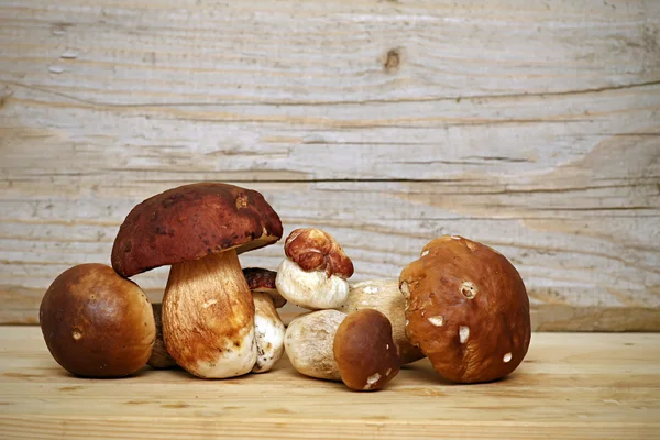 在木制的背景的蘑菇牛肝菌。秋天的 Cep 蘑菇采摘 — 图库照片