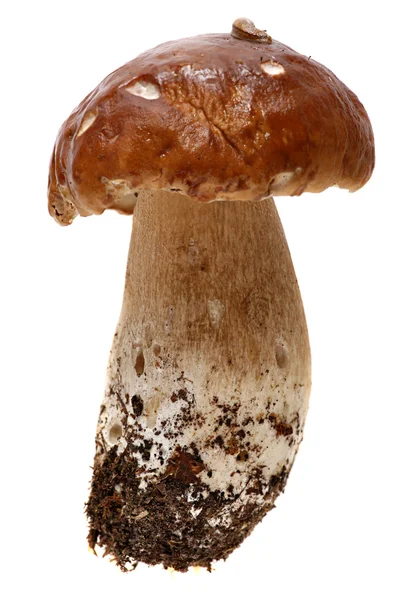 Boletus mushroom on a white background. — Stock Photo, Image