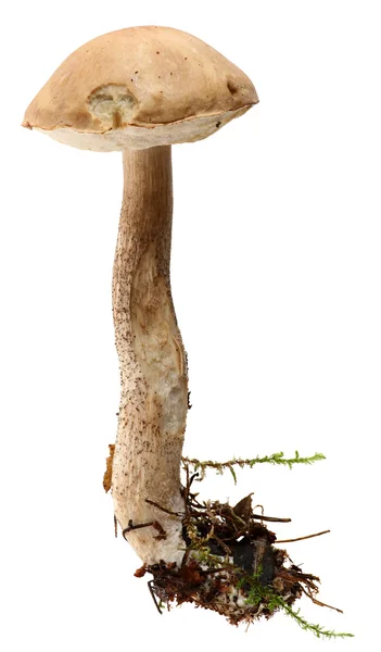 Boletus. Setas del bosque aisladas sobre fondo blanco . —  Fotos de Stock