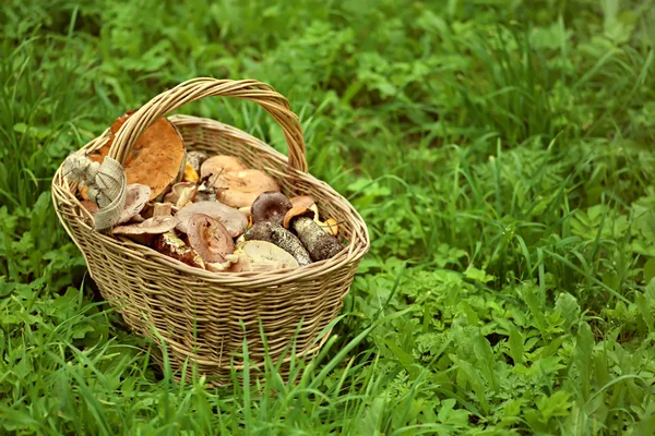 푸른 잔디에 버섯과 바구니. — 스톡 사진