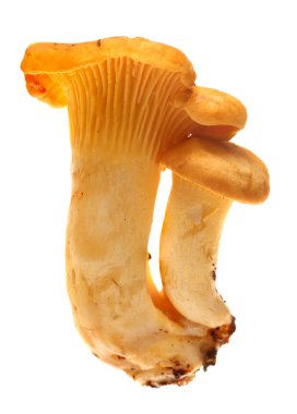 Beyaz arka plan üzerinde izole sarı Cantharellus cibarius