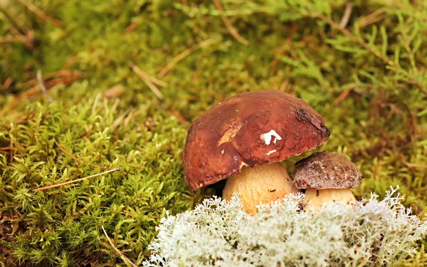 Svampar Johansvamp, svamp i det vilda, Boletus pinophilus. — Stockfoto