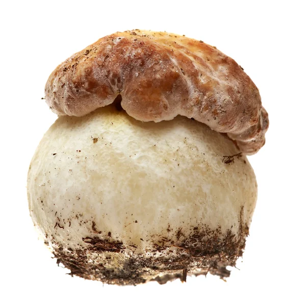 Fungo di Boletus su uno sfondo bianco . — Foto Stock