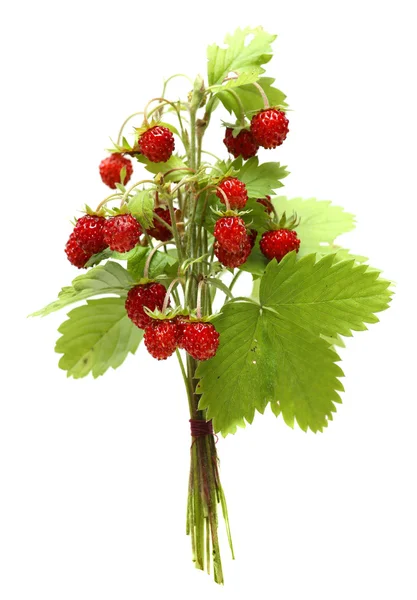 Φράουλες. μπουκέτο μούρα και τα φύλλα του άγρια φράουλα που απομονώνονται σε λευκό φόντο — Φωτογραφία Αρχείου