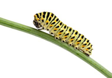 Side view of pest green caterpillar isolated on white  clipart