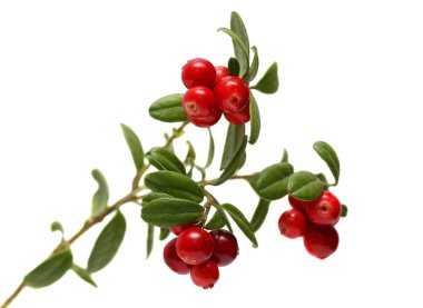 Beyaz arka plan üzerinde izole şube kızılcık.