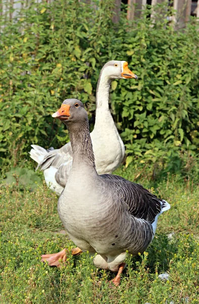 Geese on the farm.. Shooting outdoors. Rustic theme. — Stock Photo, Image