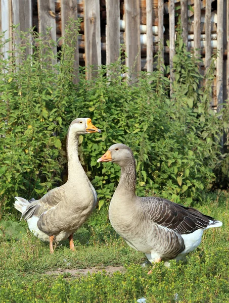 Geese on the farm.. Shooting outdoors. Rustic theme. — Stock Photo, Image