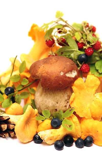 Болету. Маленький гриб, інші лісові гриби та ягоди чорниці, лісова полуниця . — стокове фото