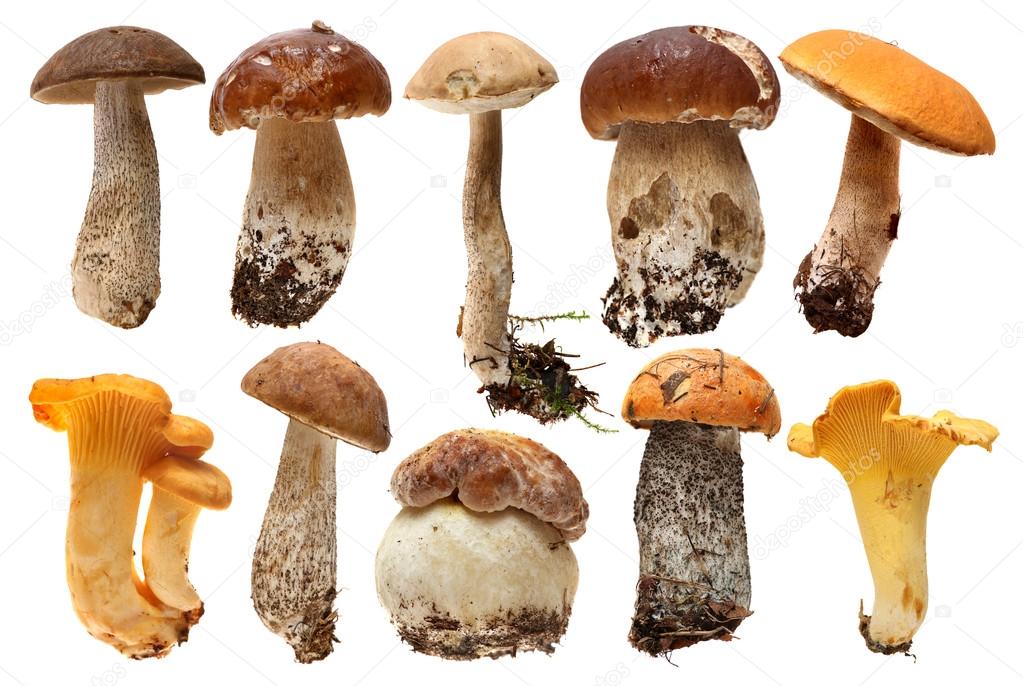 Wild Foraged Mushroom selection isolated.  Boletus Edulis mushro