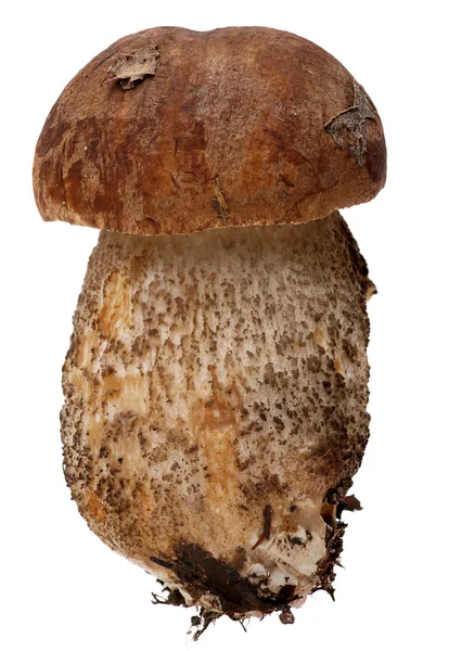 Boletus. Skog svamp isolerade på vit bakgrund. — Stockfoto