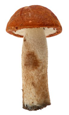 Orange-cap boletus. Forest mushrooms isolated on white background. clipart