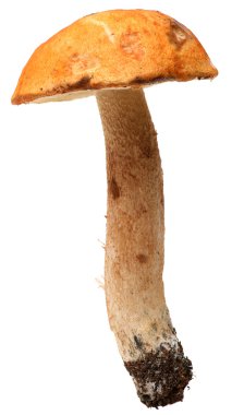 Turuncu-cap çörek. Orman izole üzerinde beyaz arka plan mantar.