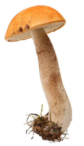 Orange-cap boletus. Forest mushrooms isolated on white background. — Stock Photo, Image