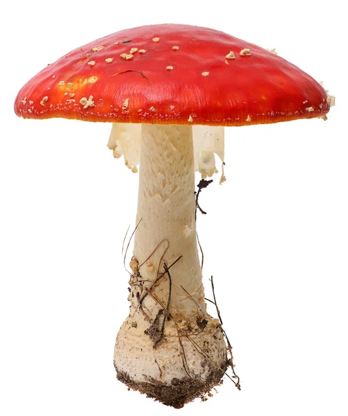 Amanita poisonous mushroom, isolated — Stock Photo, Image