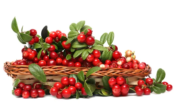 Cranberries. Bagas em cesta de vime isolado no fundo branco . — Fotografia de Stock