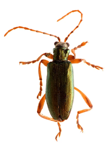 Escarabajo verde aislado sobre fondo blanco. Macro . — Foto de Stock