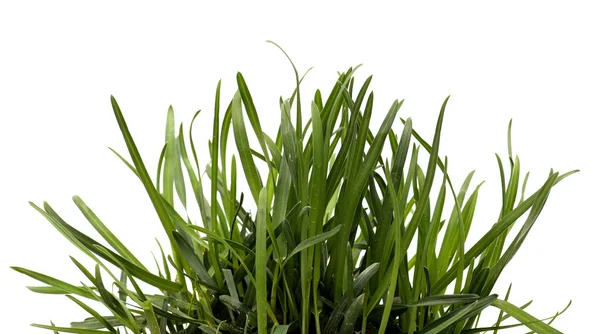 Green grass isolated white background. Sedge. — Stock Photo, Image
