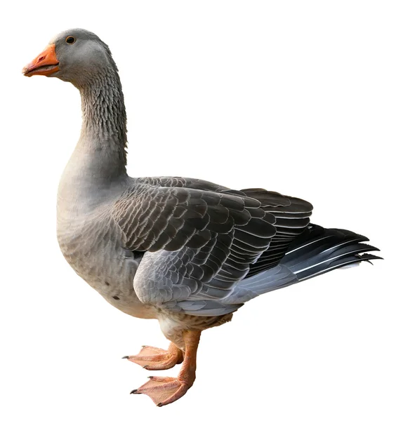 Domestic goose, Anser anser domesticus, isolated on white  background — Stock Photo, Image
