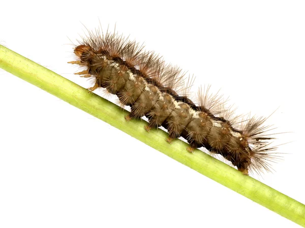 Pesti barna caterpillar elszigetelt fehér oldalnézetből — Stock Fotó