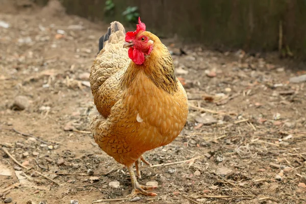 Kırmızı tavuk çiftliğinde. Ev yapımı tavuk. Rustik bak. — Stok fotoğraf