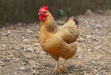Kırmızı tavuk çiftliğinde. Ev yapımı tavuk. Rustik bak.