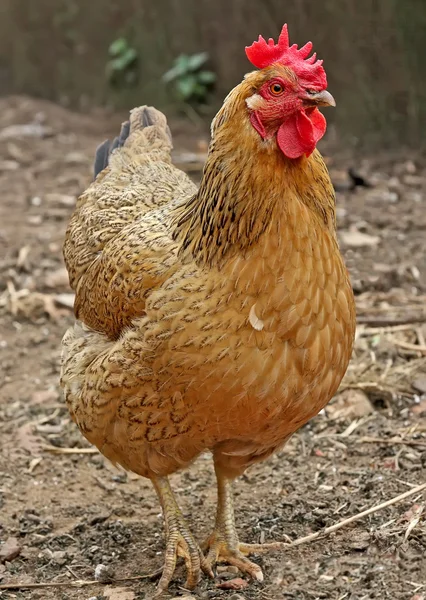 Găină roşie la fermă. Păsări de curte de casă. Aspect rustic . — Fotografie, imagine de stoc