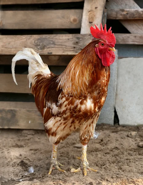 Hermosa granja de pollo gallo colorido, disparando al aire libre . — Foto de Stock