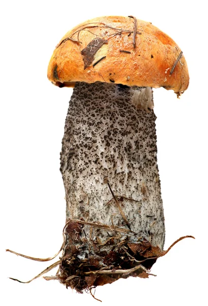 Boletus de gorra naranja. Setas del bosque aisladas sobre fondo blanco . —  Fotos de Stock