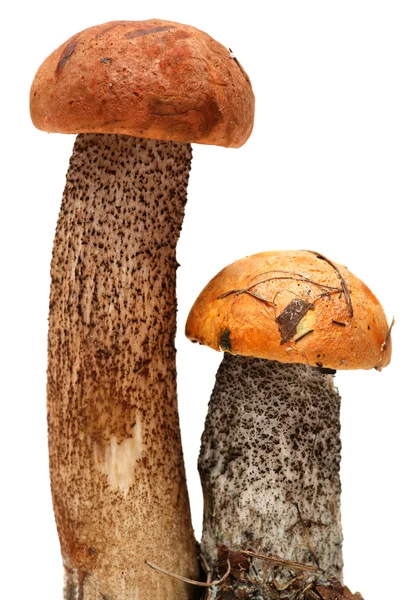 Orange-cap boletus. Forest mushrooms isolated on white background. — Stock Photo, Image