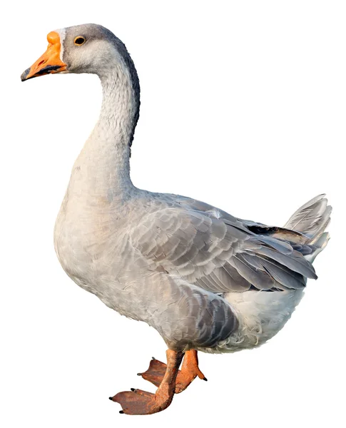 Domestic goose, Anser anser domesticus, isolated on white — Stock Photo, Image