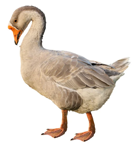 Domestic goose, Anser anser domesticus, isolated on white — Stock Photo, Image