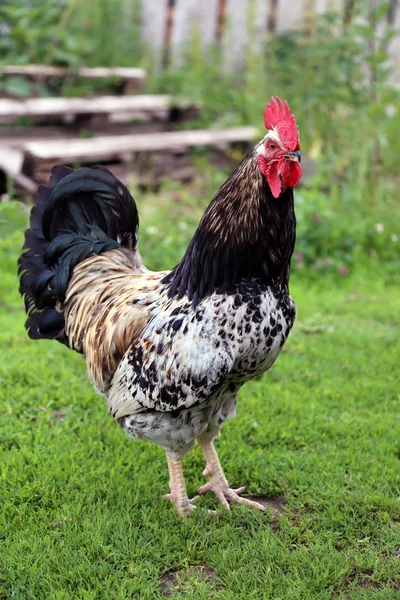 Piękny kogut kolorowy kurczak gospodarstwa — Zdjęcie stockowe