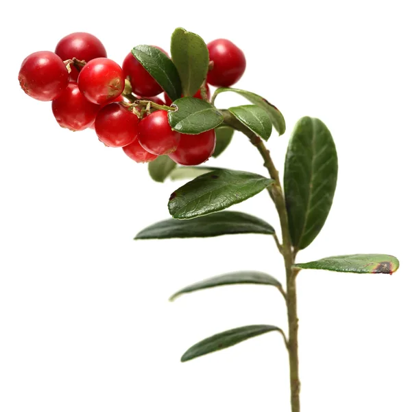 Branch Cranberries Isolated On White Background. — Stock Photo, Image