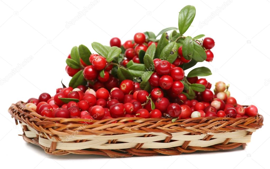 Cranberries. Berries in wicker basket isolated on white background.