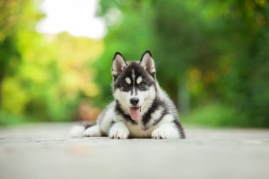 Sibirya 'nın sevimli, açık hava köpeği.