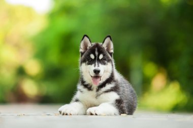 Sibirya 'nın sevimli, açık hava köpeği.