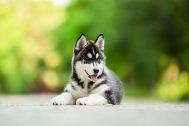 Sibirya 'nın sevimli, açık hava köpeği.