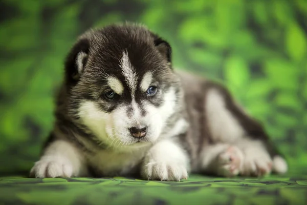 Siberian Husky Welpen Hintergrund Nahaufnahme — Stockfoto