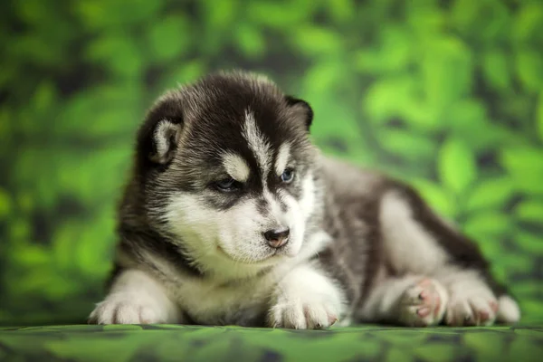 Siberische Husky Puppy Achtergrond Close — Stockfoto