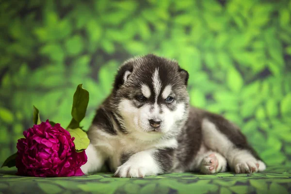 シベリアハスキー子犬の花を背景に クローズアップ — ストック写真