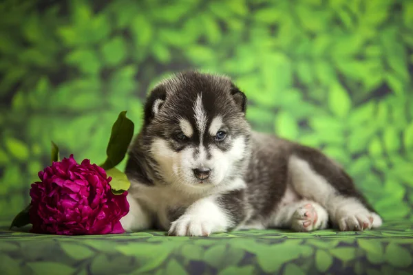 シベリアハスキー子犬の花を背景に クローズアップ — ストック写真