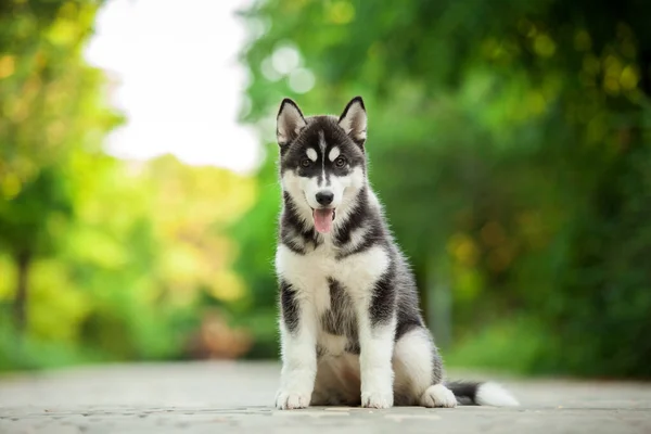 Schattig Siberisch Husky Hond Outdoor — Stockfoto