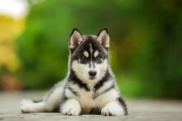 Cute Siberian Husky Dog Outdoor — Stock Photo, Image