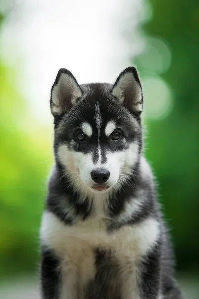 Χαριτωμένο Siberian Husky Σκύλος Εξωτερική — Φωτογραφία Αρχείου