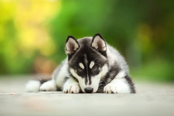 Lindo Siberiano Husky Perro Aire Libre — Foto de Stock