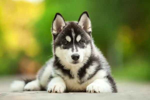 Carino Siberiano Husky Cane All Aperto — Foto Stock