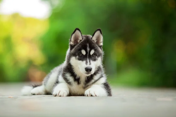 Roztomilý Sibiřský Husky Pes Venkovní — Stock fotografie