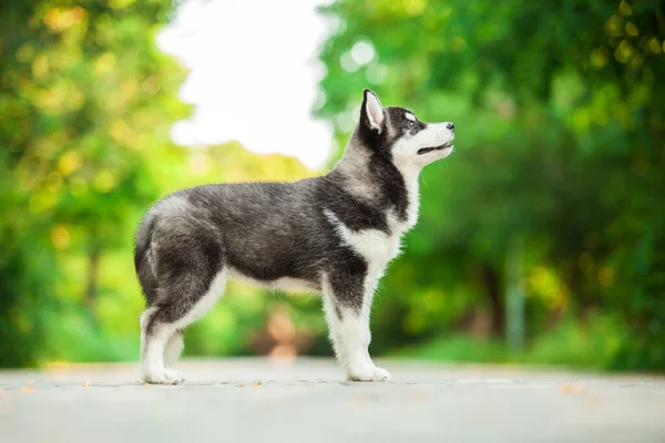 Niedlicher Sibirischer Husky Hund Freien — Stockfoto